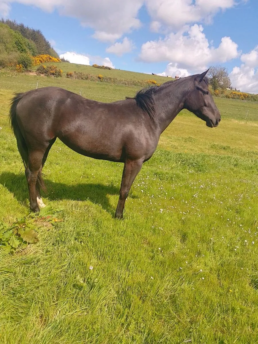 Foal + Yearling + 3 Year Old - Image 2