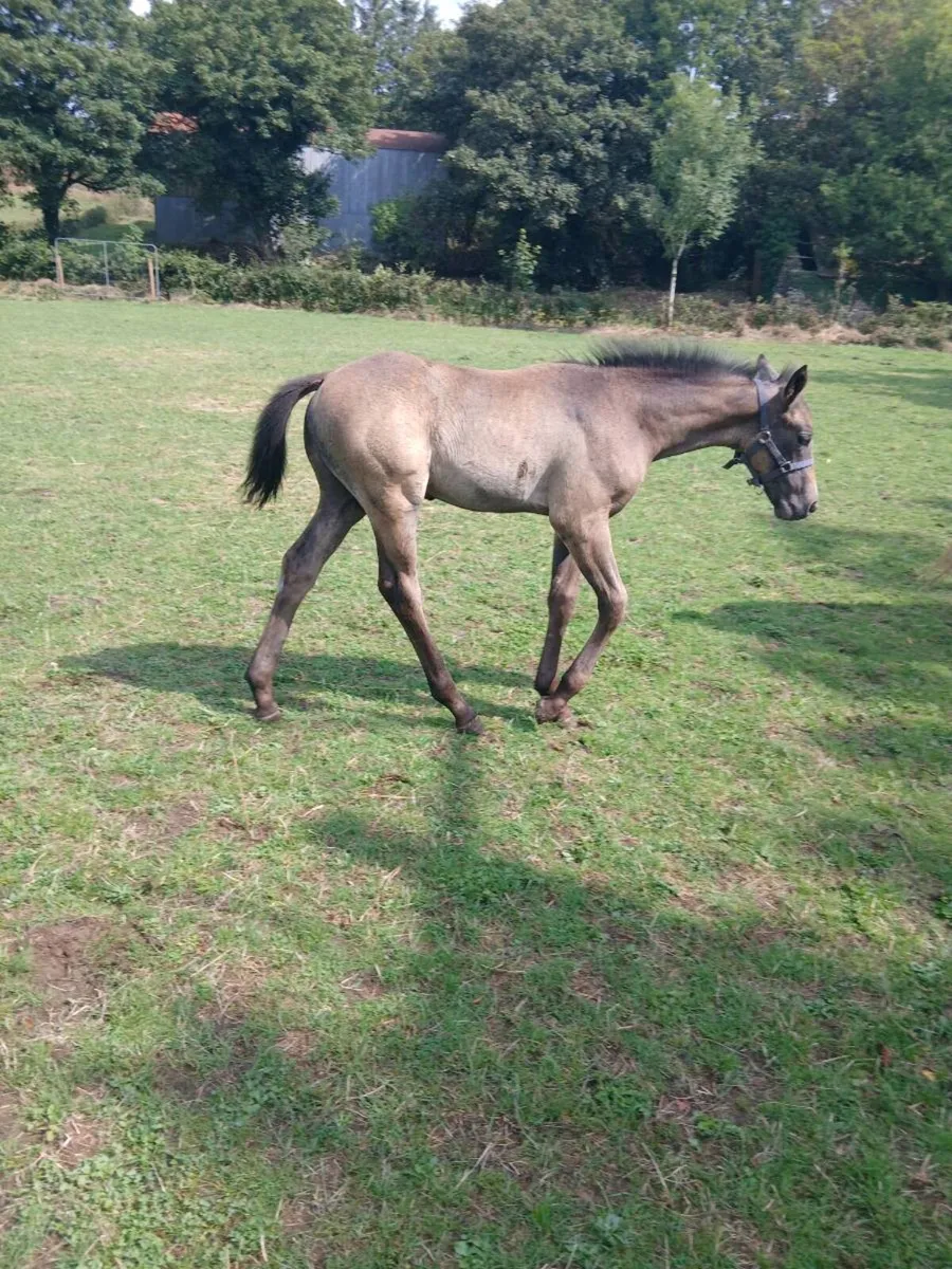 Foal + Yearling + 3 Year Old - Image 3