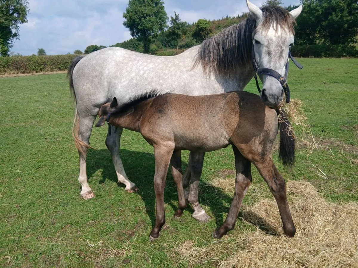 Foal + Yearling + 3 Year Old - Image 4