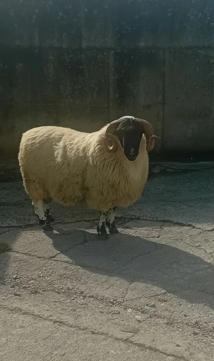 Perth Ram - Image 2