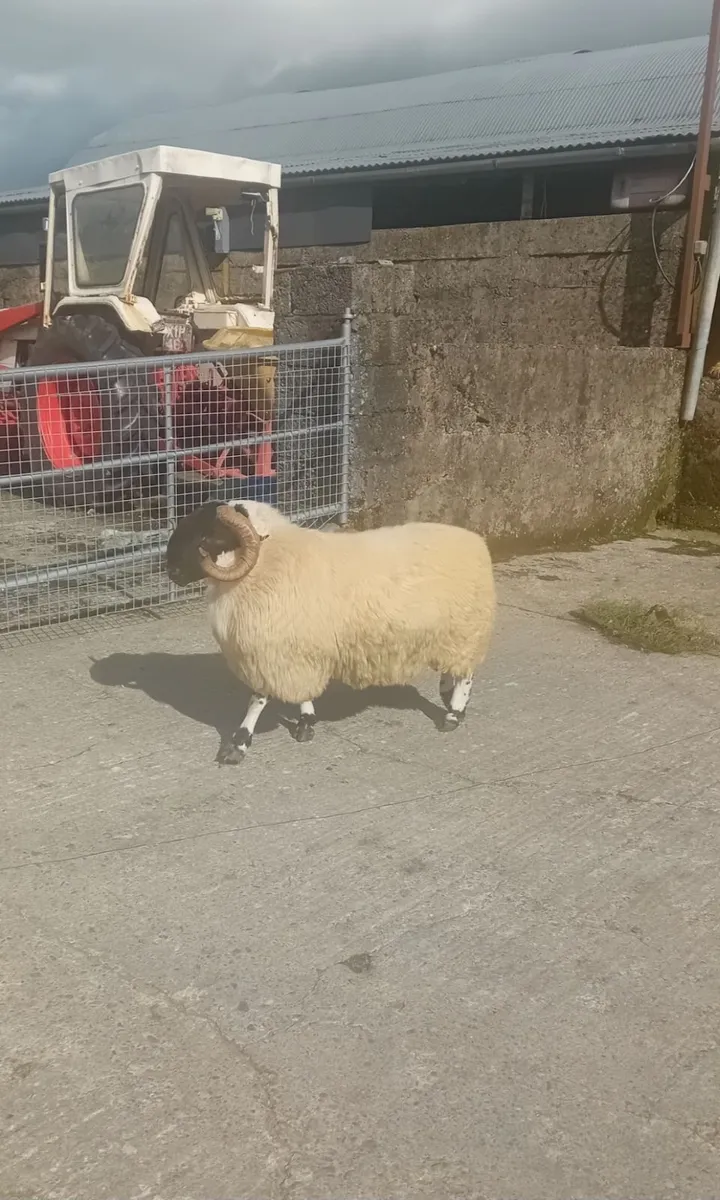 Perth Ram - Image 3