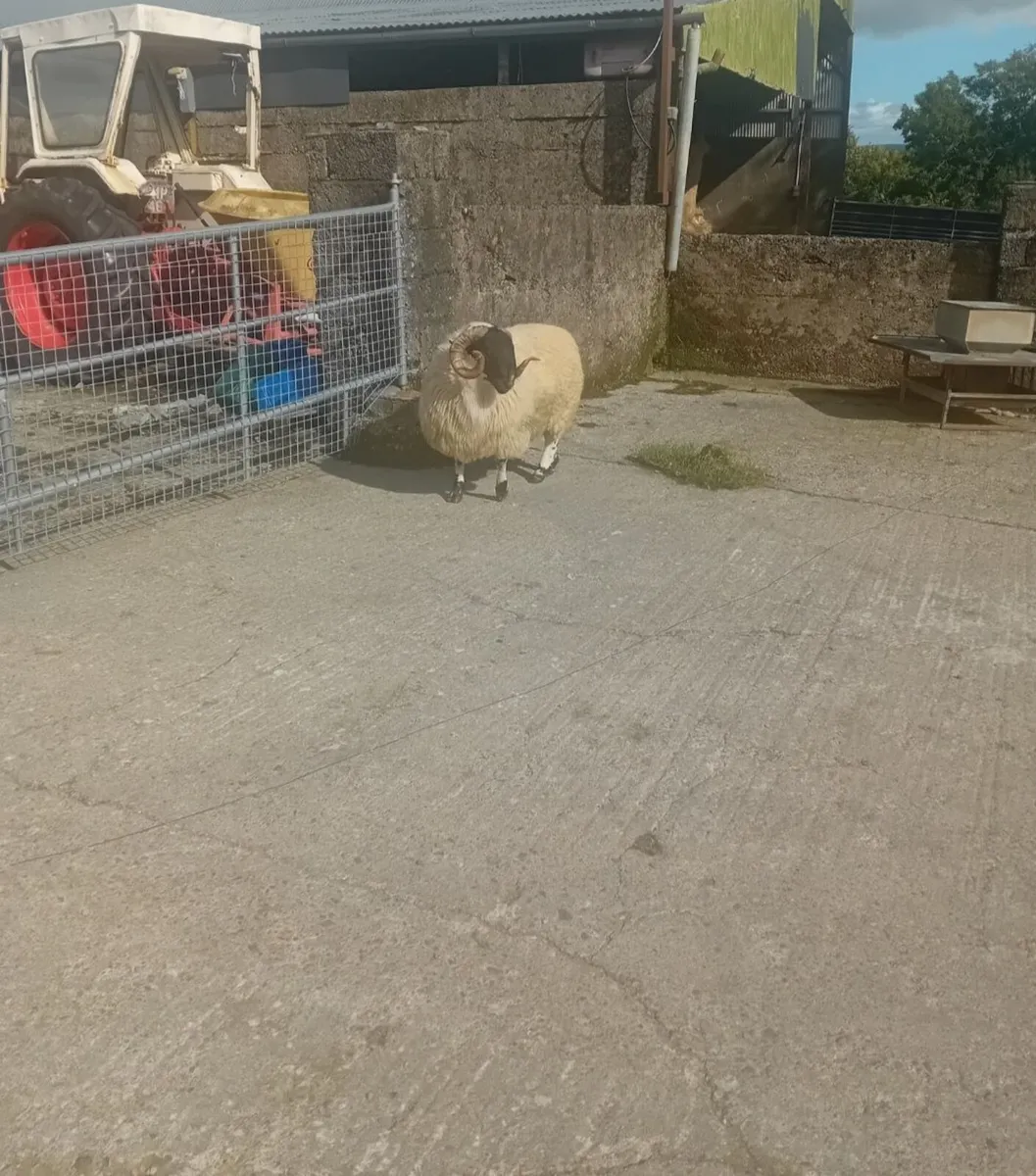 Perth Ram - Image 4