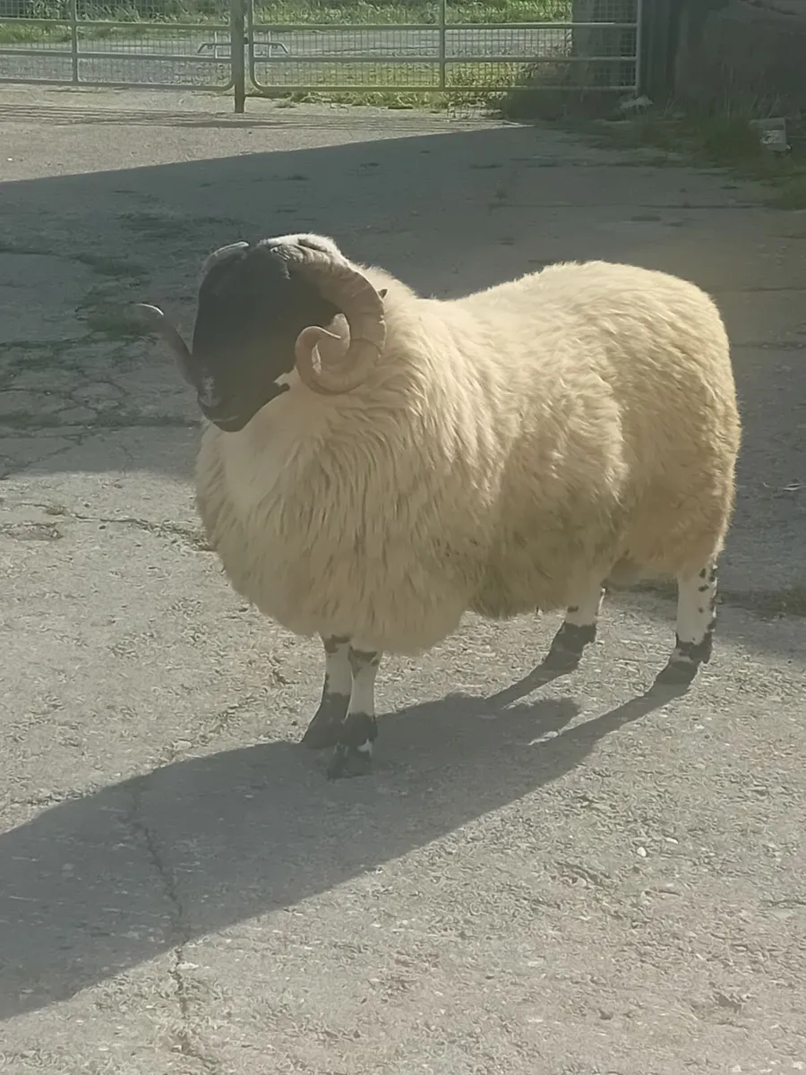 Perth Ram - Image 1