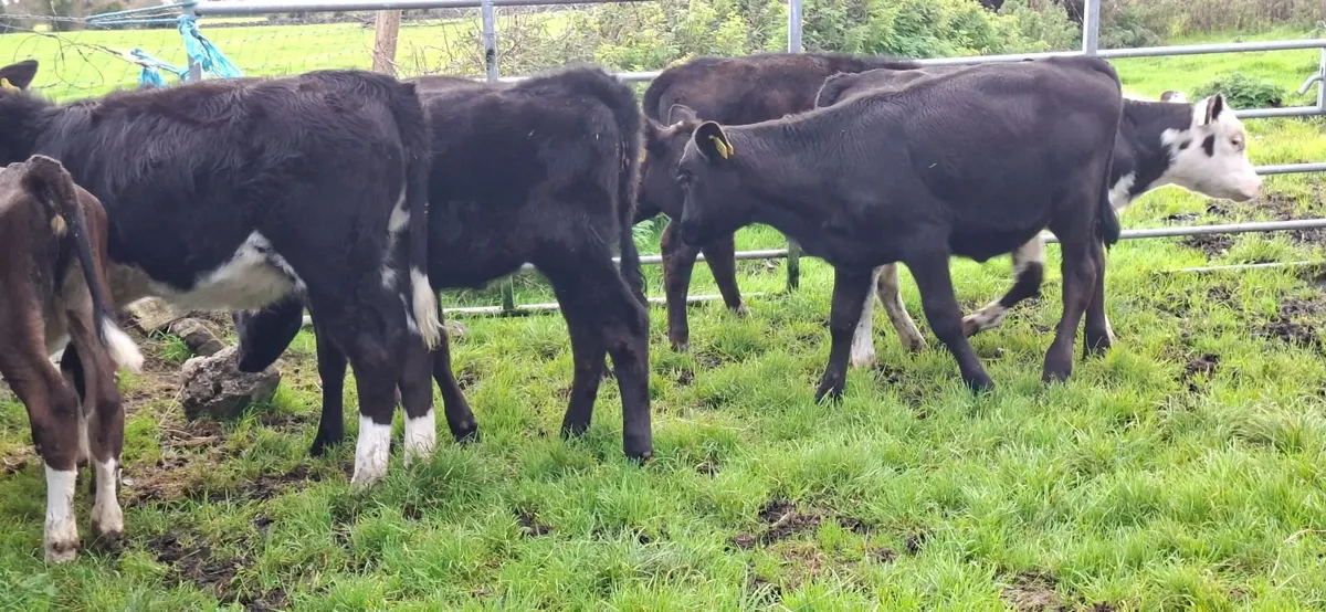 Angus and Hereford Heifer weanlings - Image 1