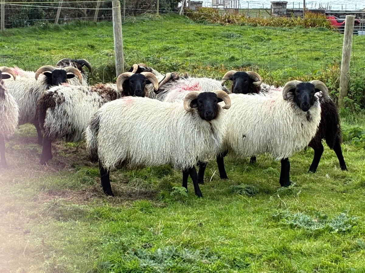 Blackface Ram Lambs - Image 2