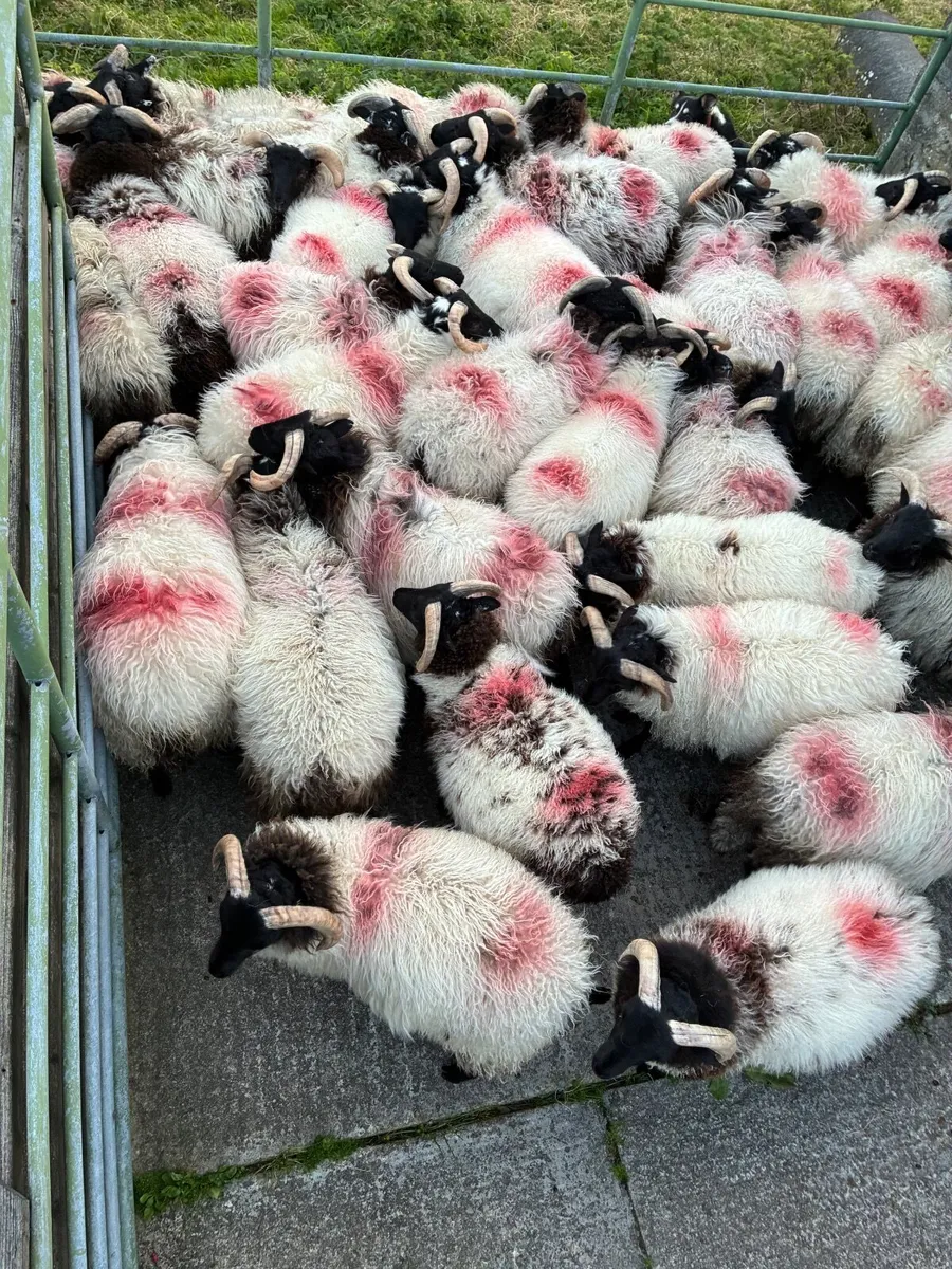 Blackface Ram Lambs - Image 3