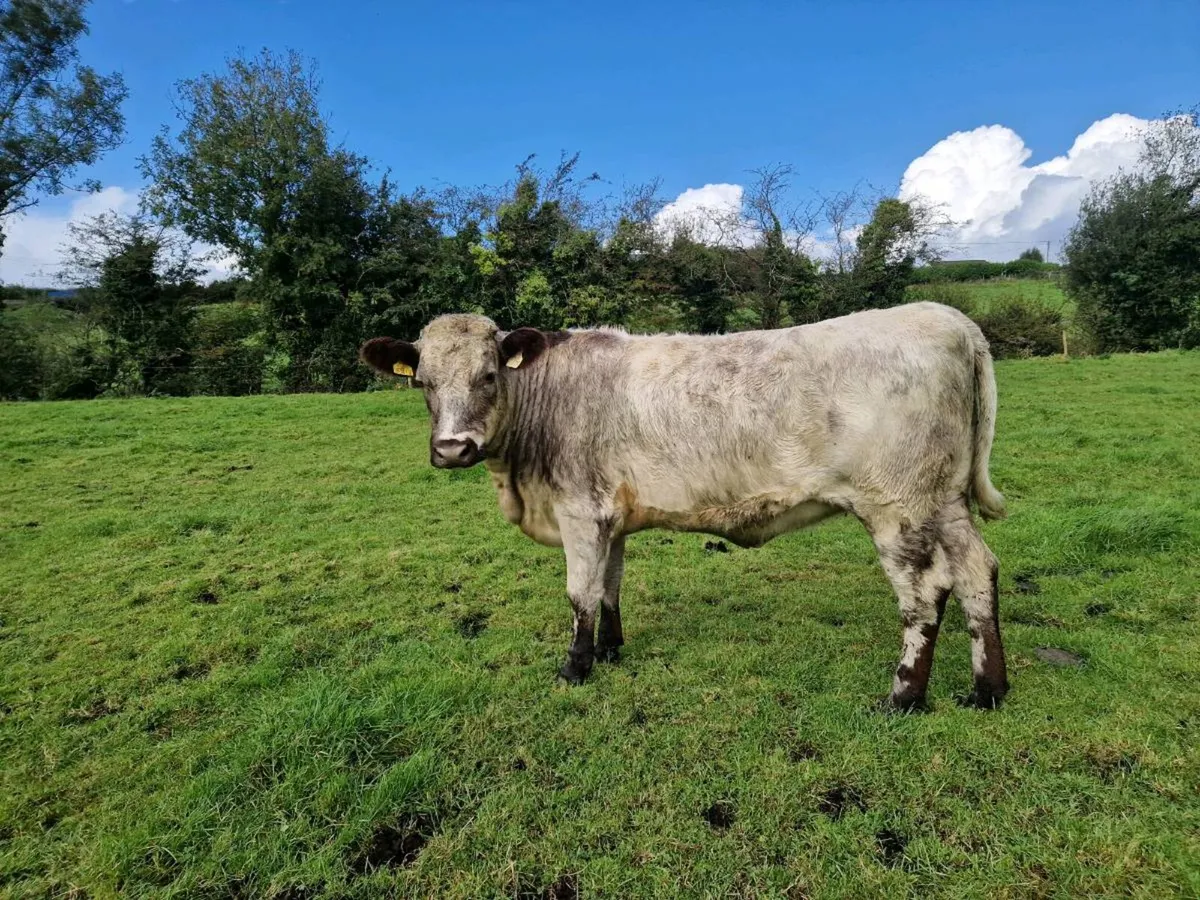 Breeding Shorthorn Heifers - Image 1