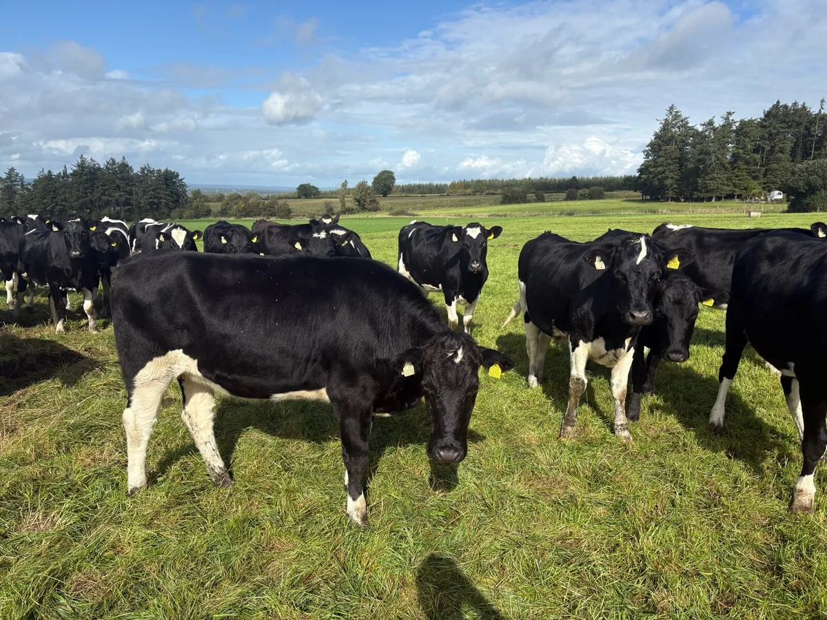 In calf heifers - Image 1