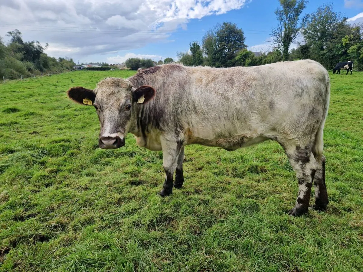 Breeding Shorthorn Heifers - Image 2