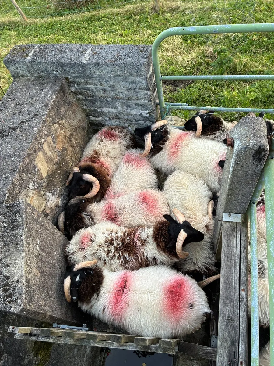 Blackface Ram Lambs - Image 4