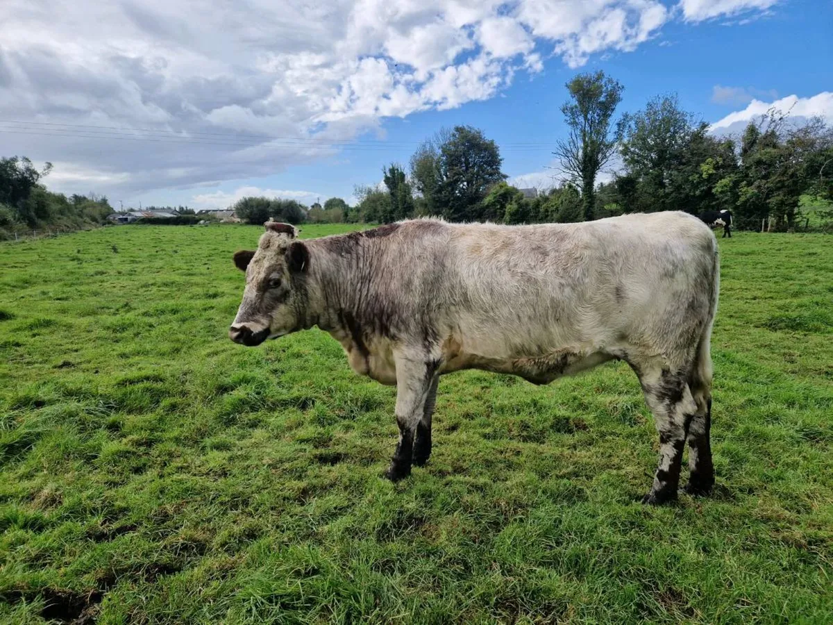 Breeding Shorthorn Heifers - Image 3