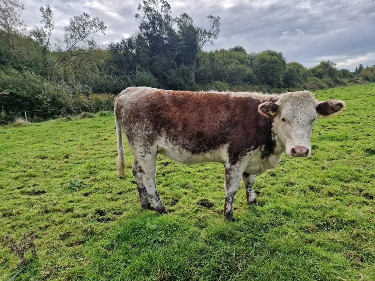 Breeding Shorthorn Heifers - Image 4