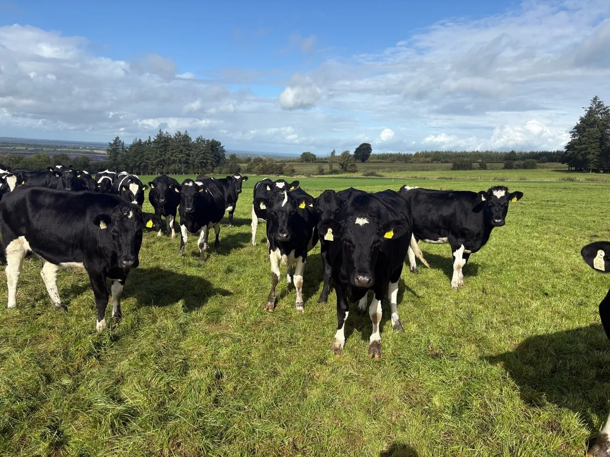 In calf heifers - Image 2