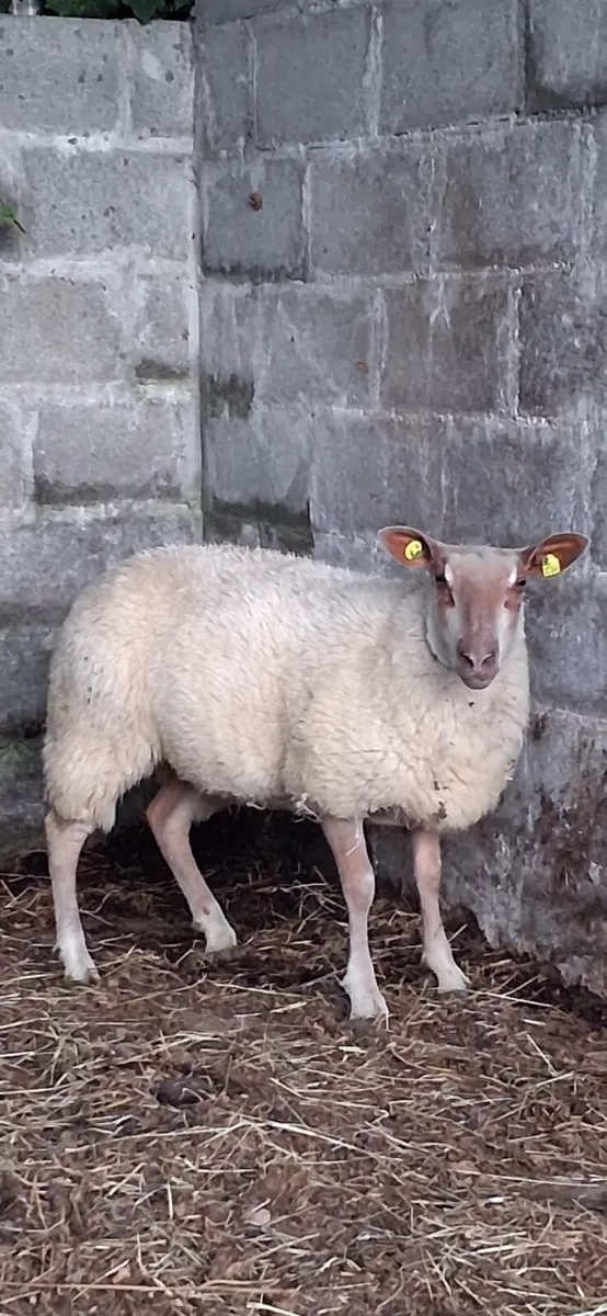 ..PB Rouge Ewe lamb.. - Image 1