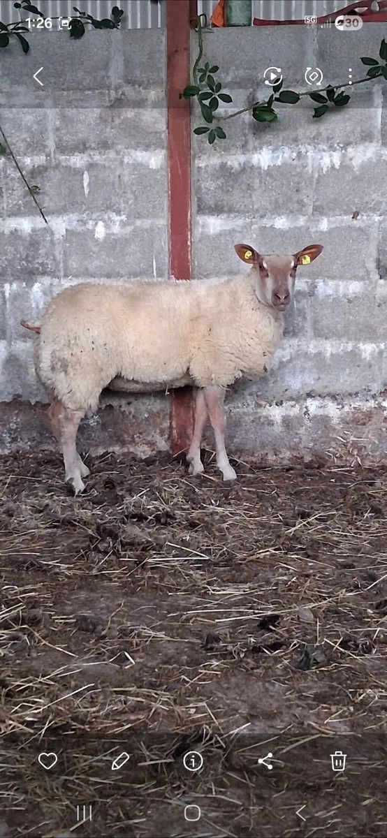 ..PB Rouge Ewe lamb.. - Image 2