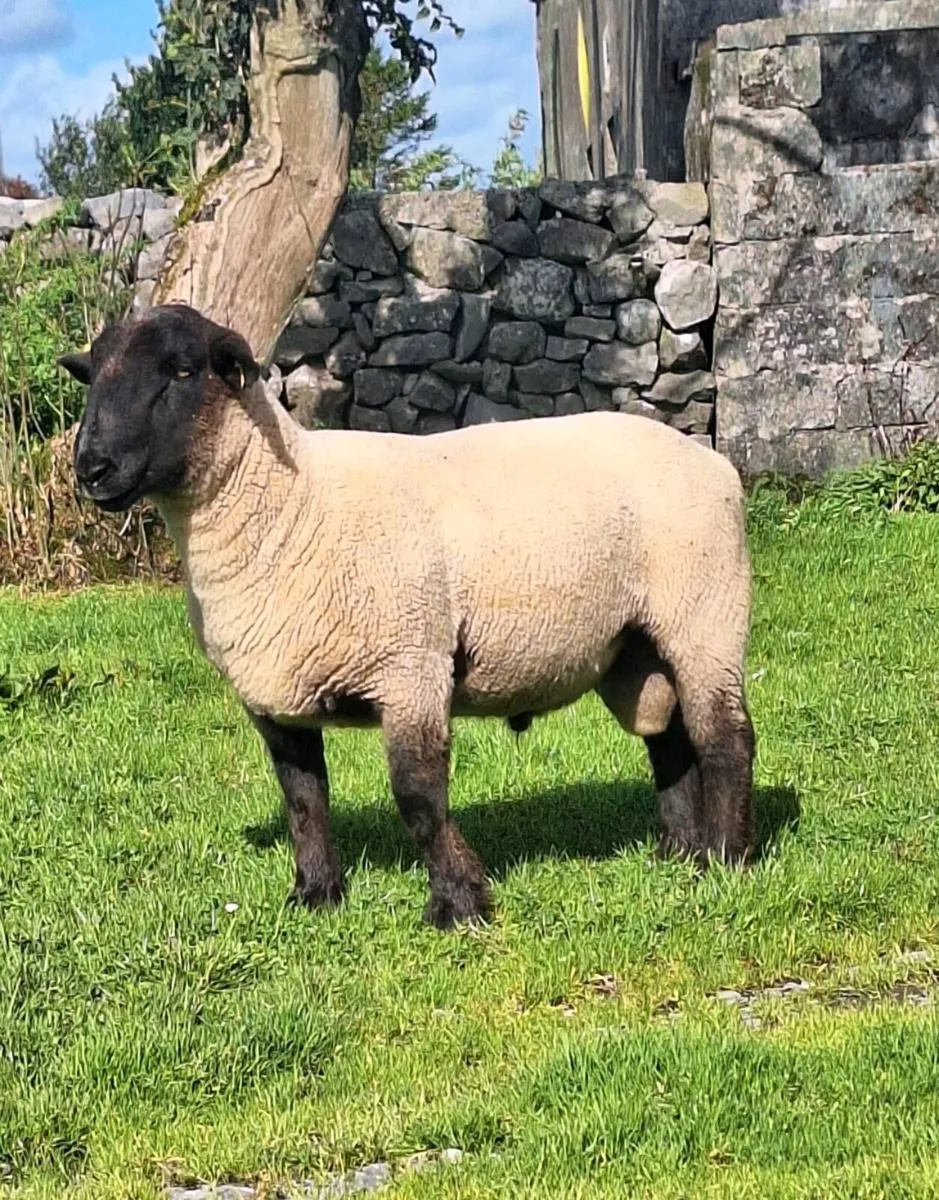 Suffolk Hogget Ram. - Image 1