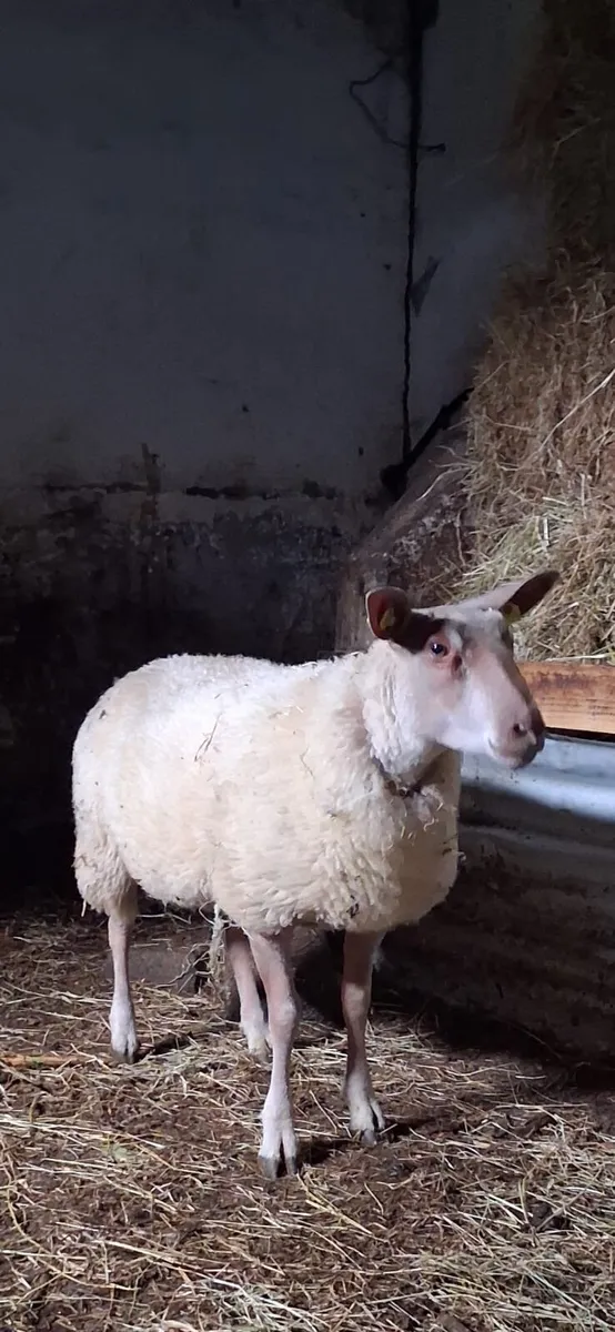 ..PB Rouge Ewe lamb.. - Image 3