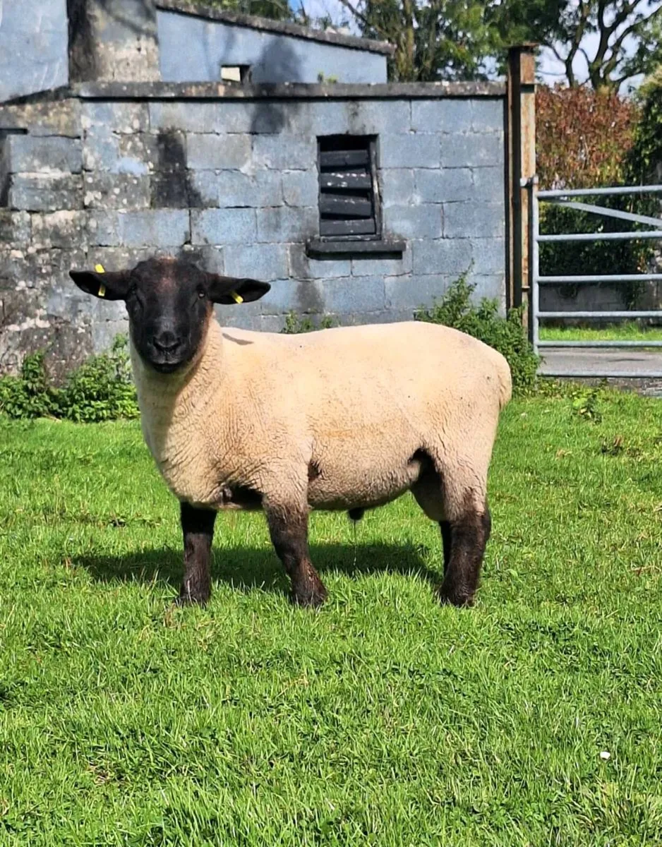 Suffolk Hogget Ram. - Image 4