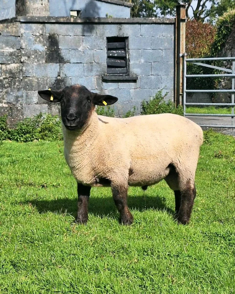 Suffolk Hogget Ram. - Image 2