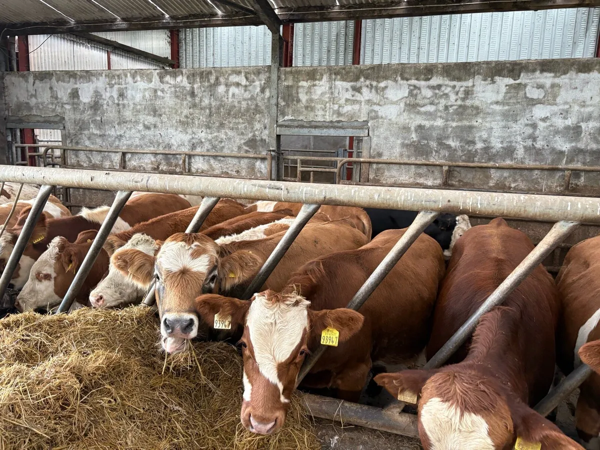 Bull Weanlings - Image 2