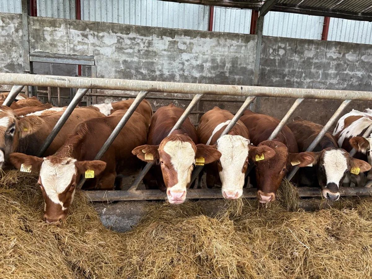 Bull Weanlings - Image 3