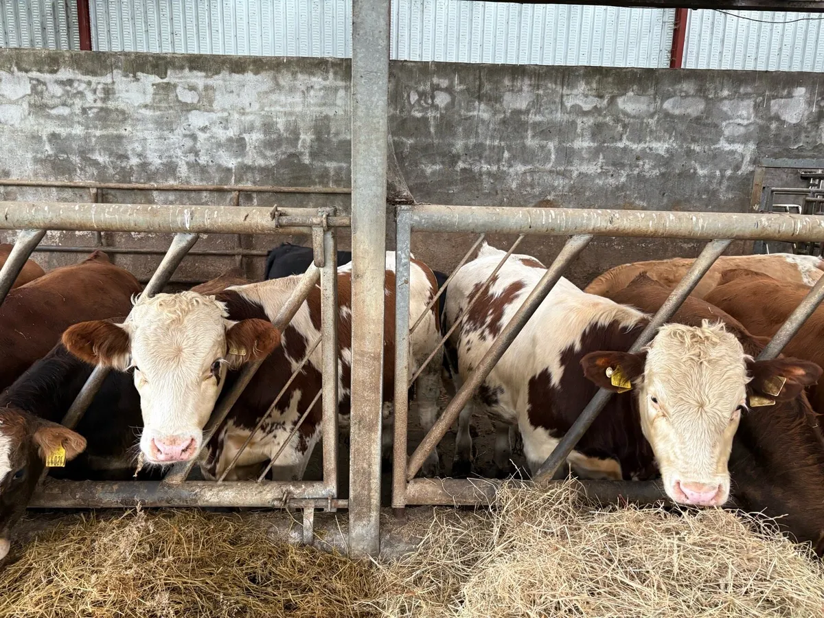 Bull Weanlings - Image 1