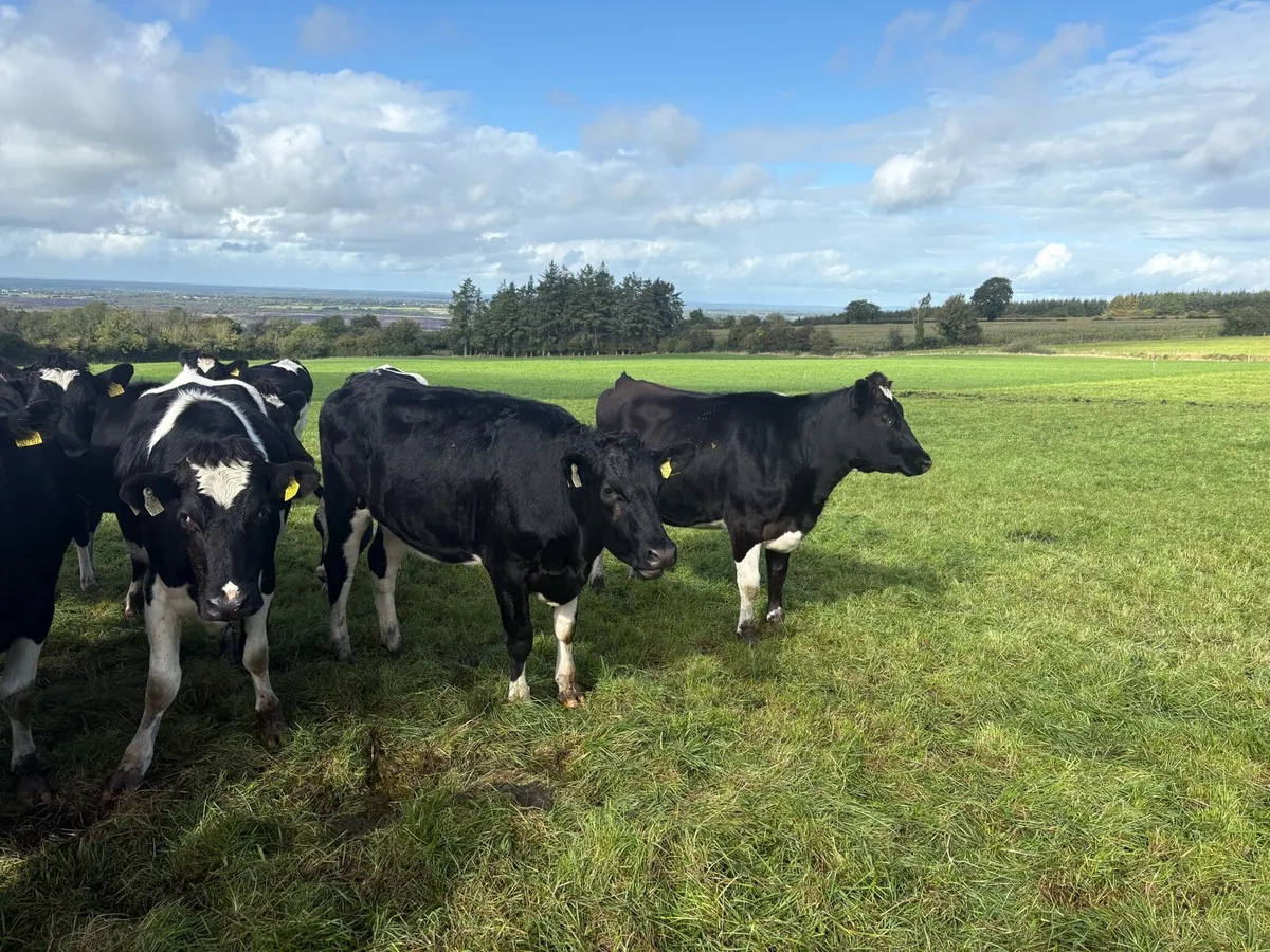 In calf heifers - Image 3