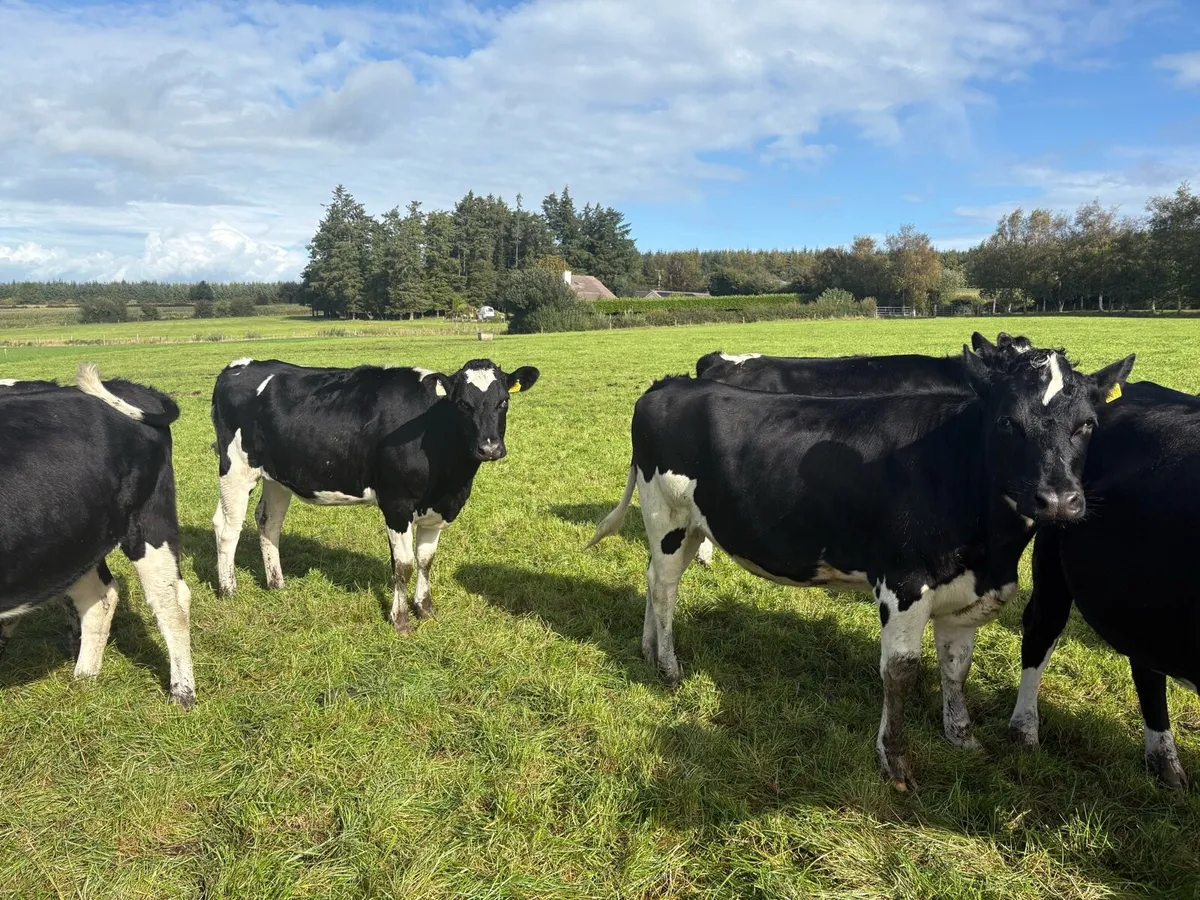 In calf heifers - Image 4