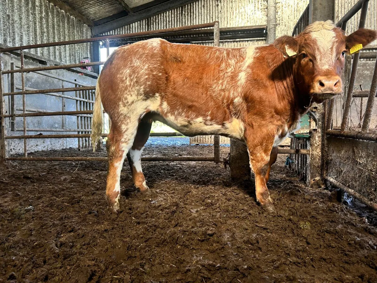 Elphin mart 28th.two show heifers...... - Image 2
