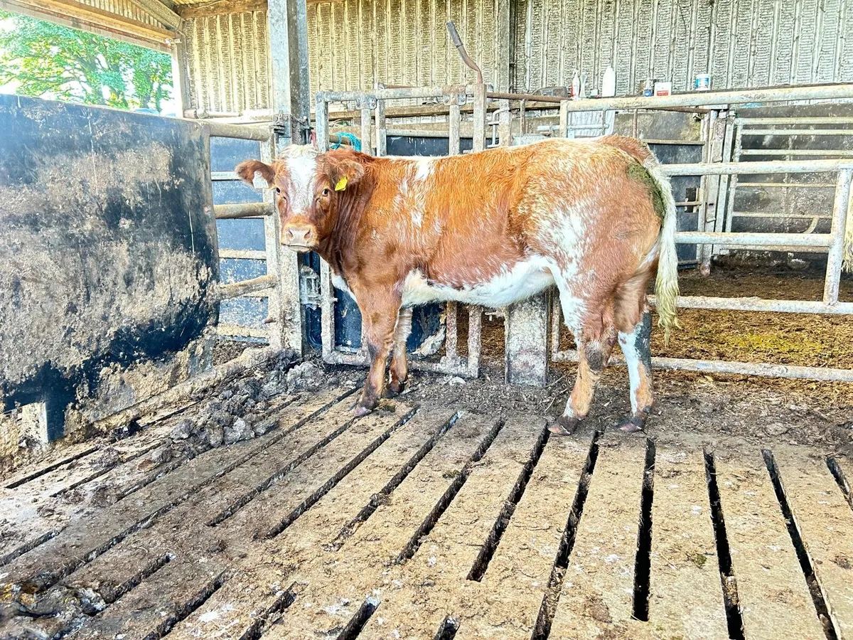 Elphin mart 28th.two show heifers...... - Image 1