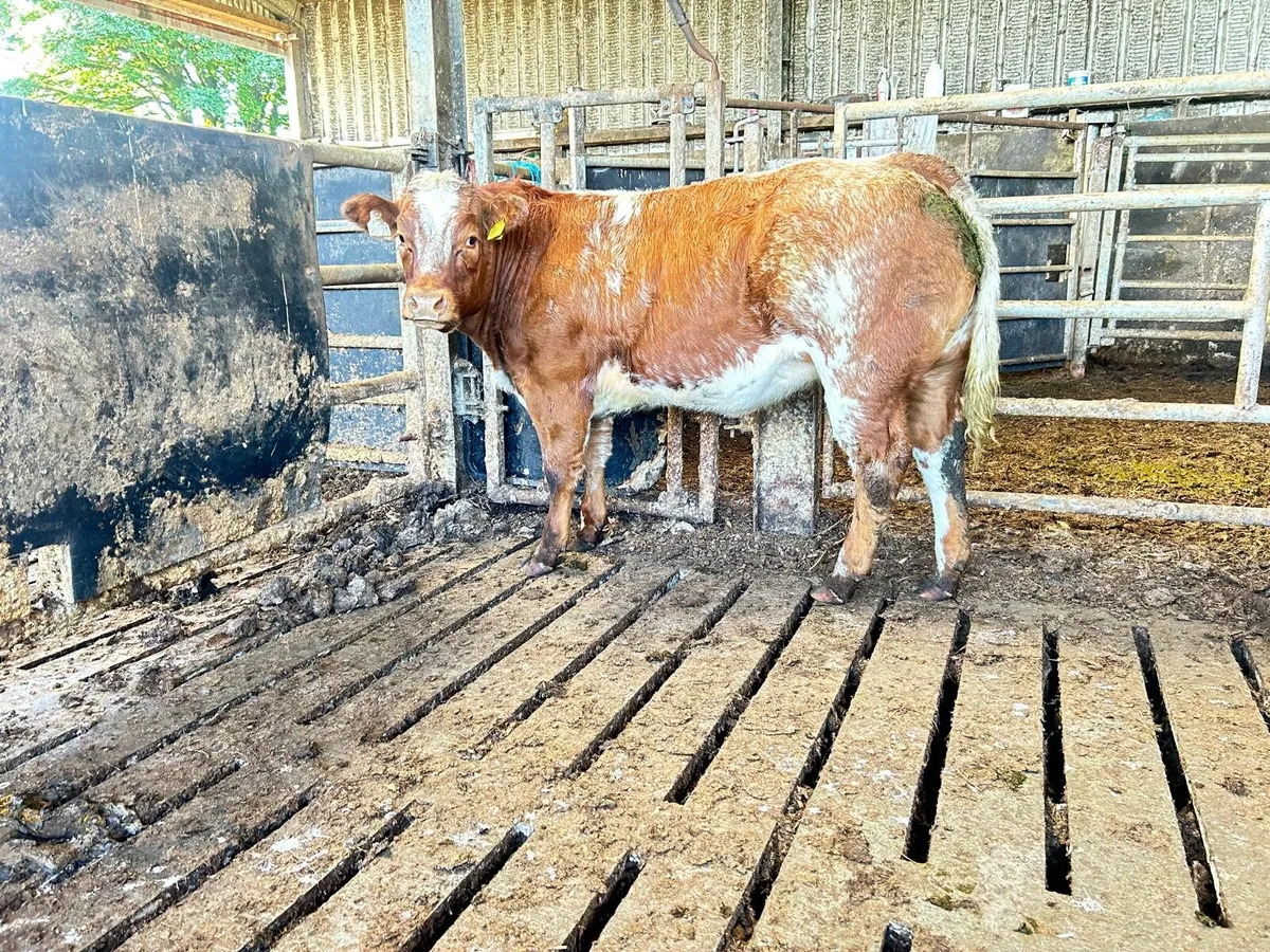 Elphin mart 28th.two show heifers...... - Image 3