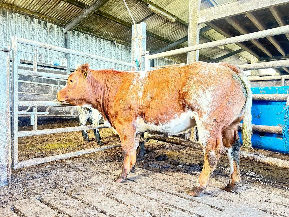 Elphin mart 28th.two show heifers...... - Image 4
