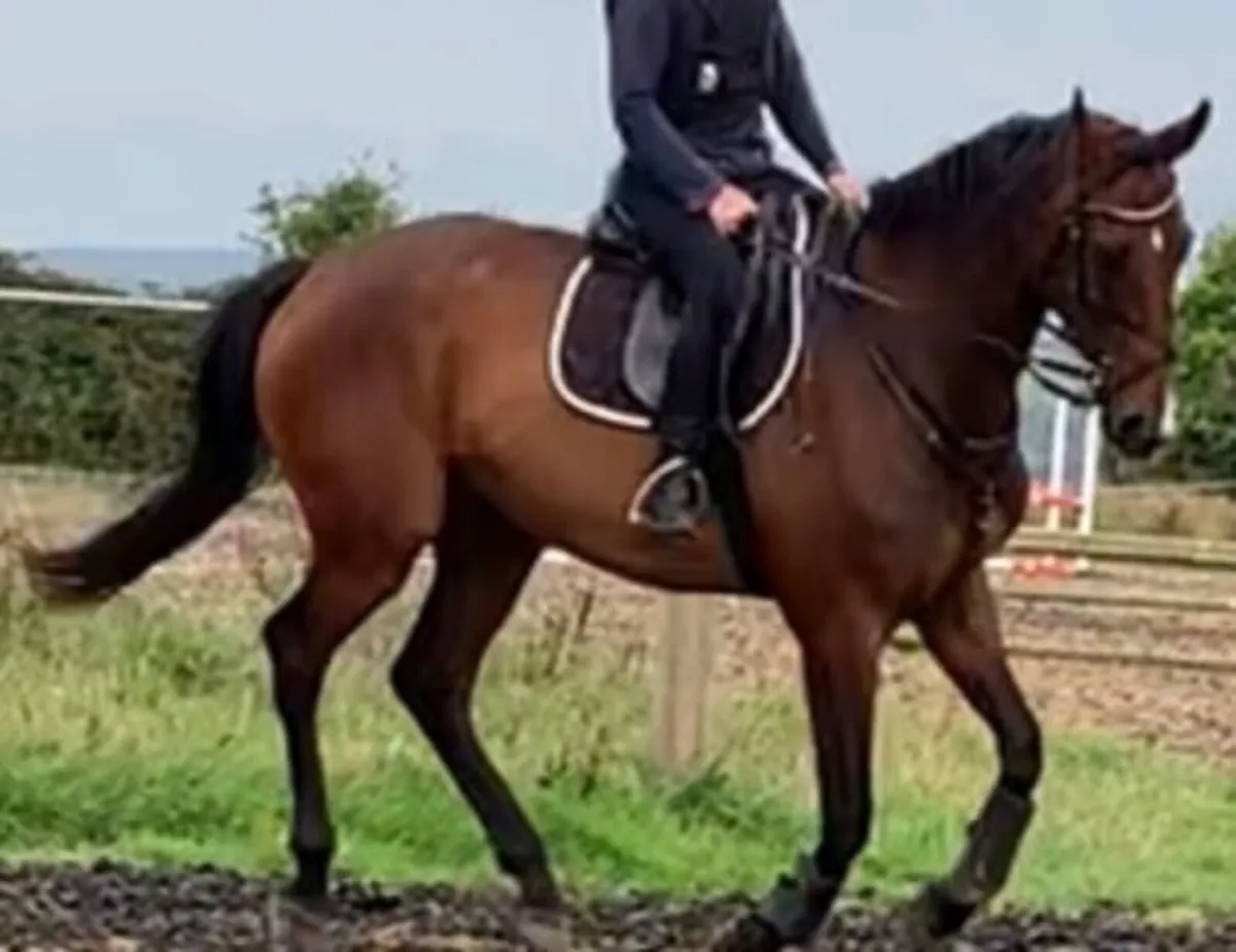 17hh TB Gelding - Image 1