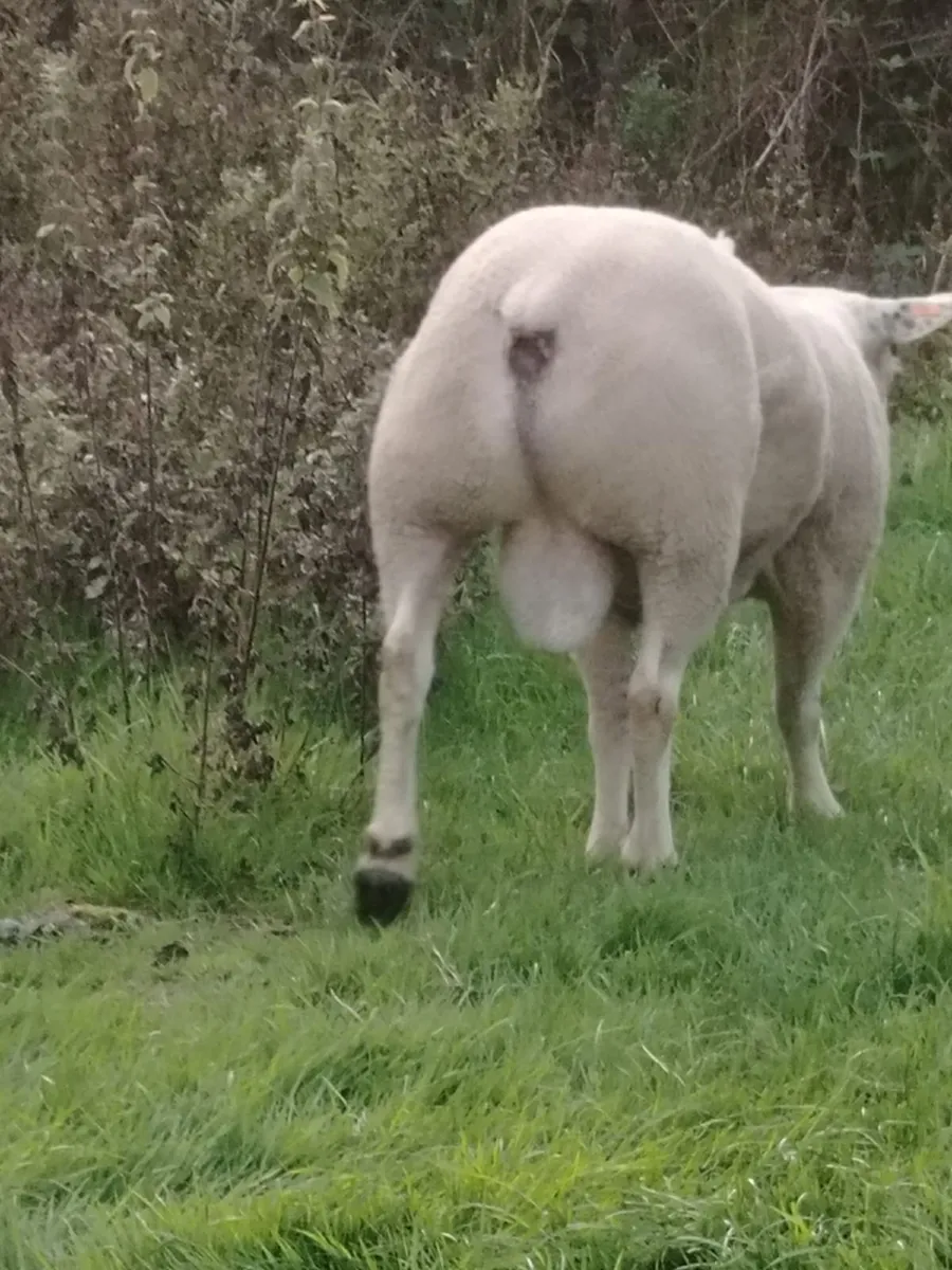 Rams for sale - Image 2