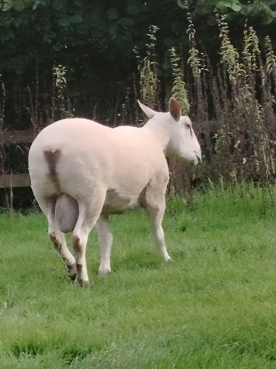 Rams for sale - Image 3