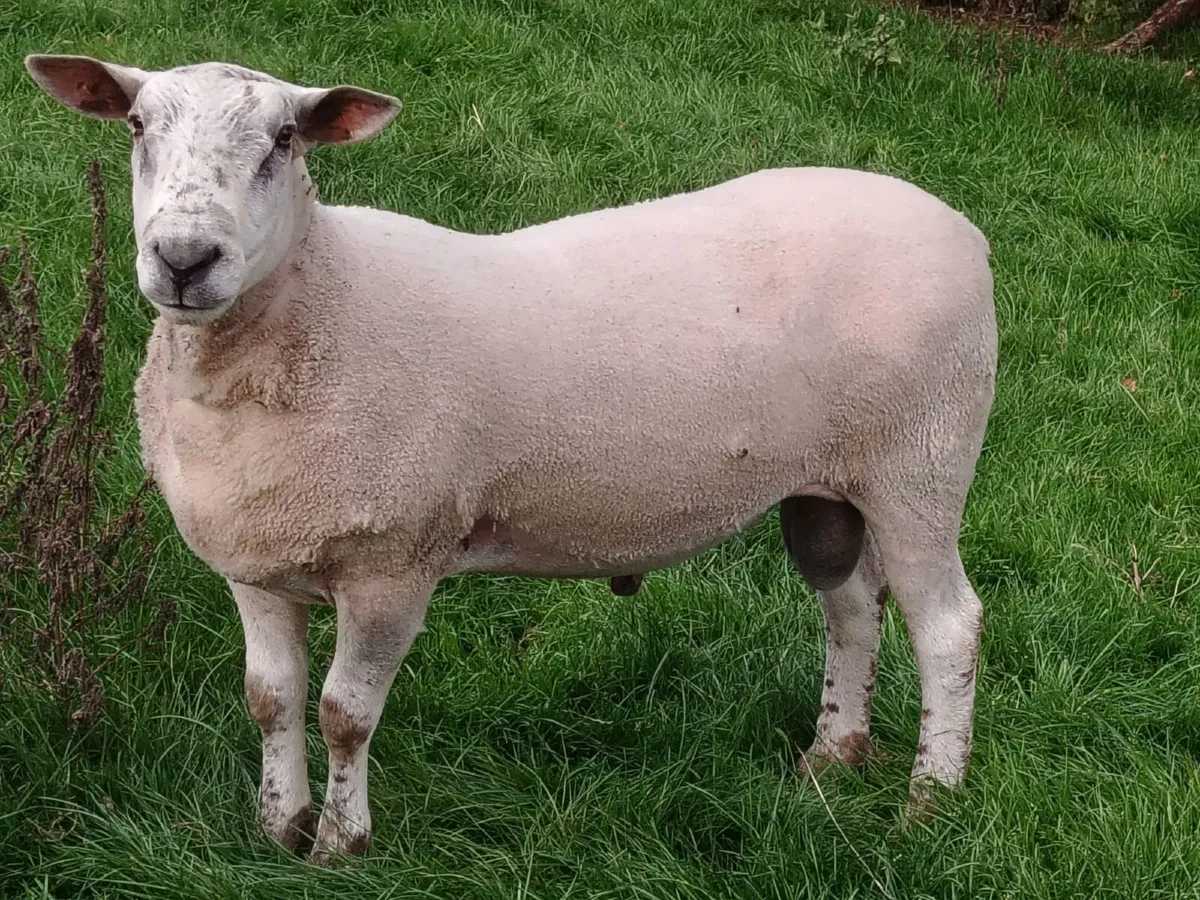 Rams for sale - Image 1
