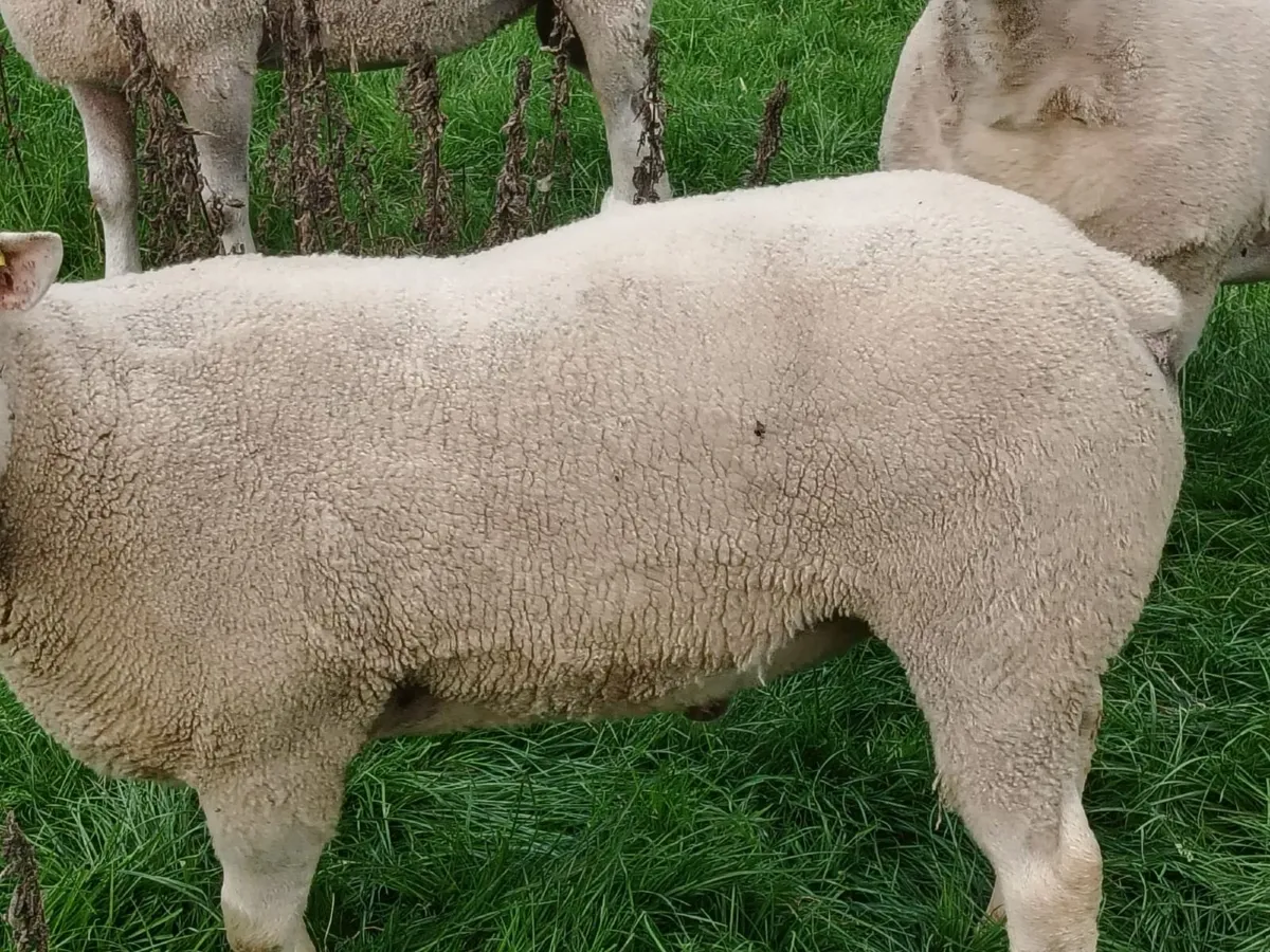 Rams for sale - Image 4