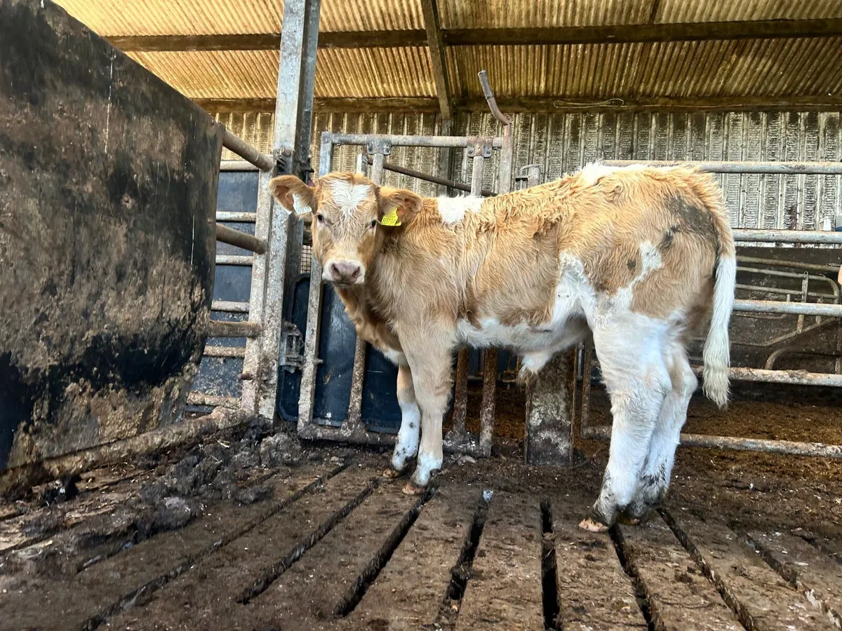 Elphin mart28th Selection of bull weanlings - Image 4