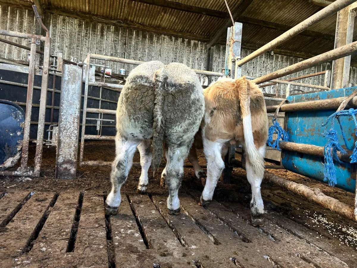 Elphin mart28th Selection of bull weanlings - Image 2