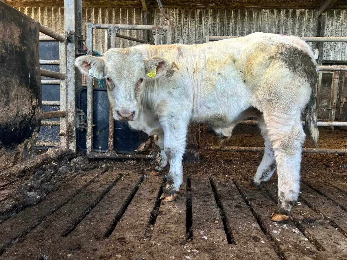 Elphin mart28th Selection of bull weanlings - Image 3