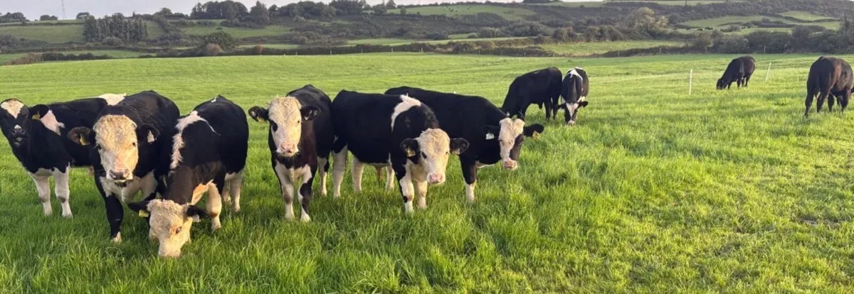 Wealing bulls - Image 1