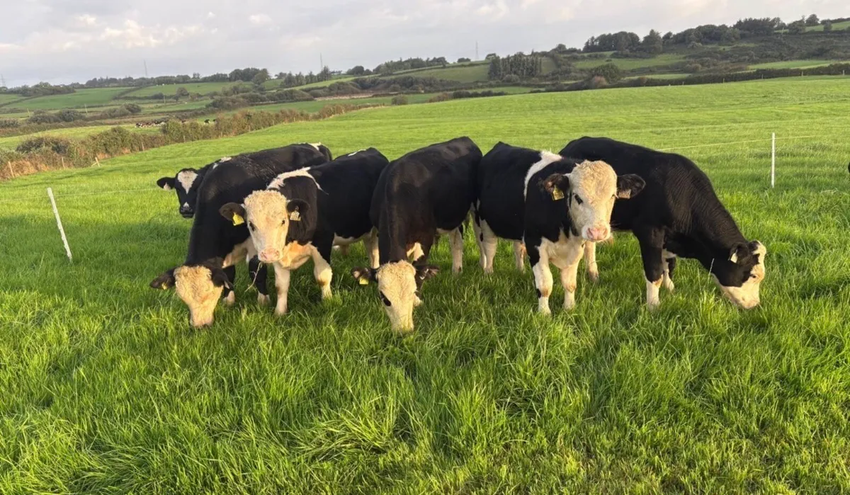 Wealing bulls - Image 2