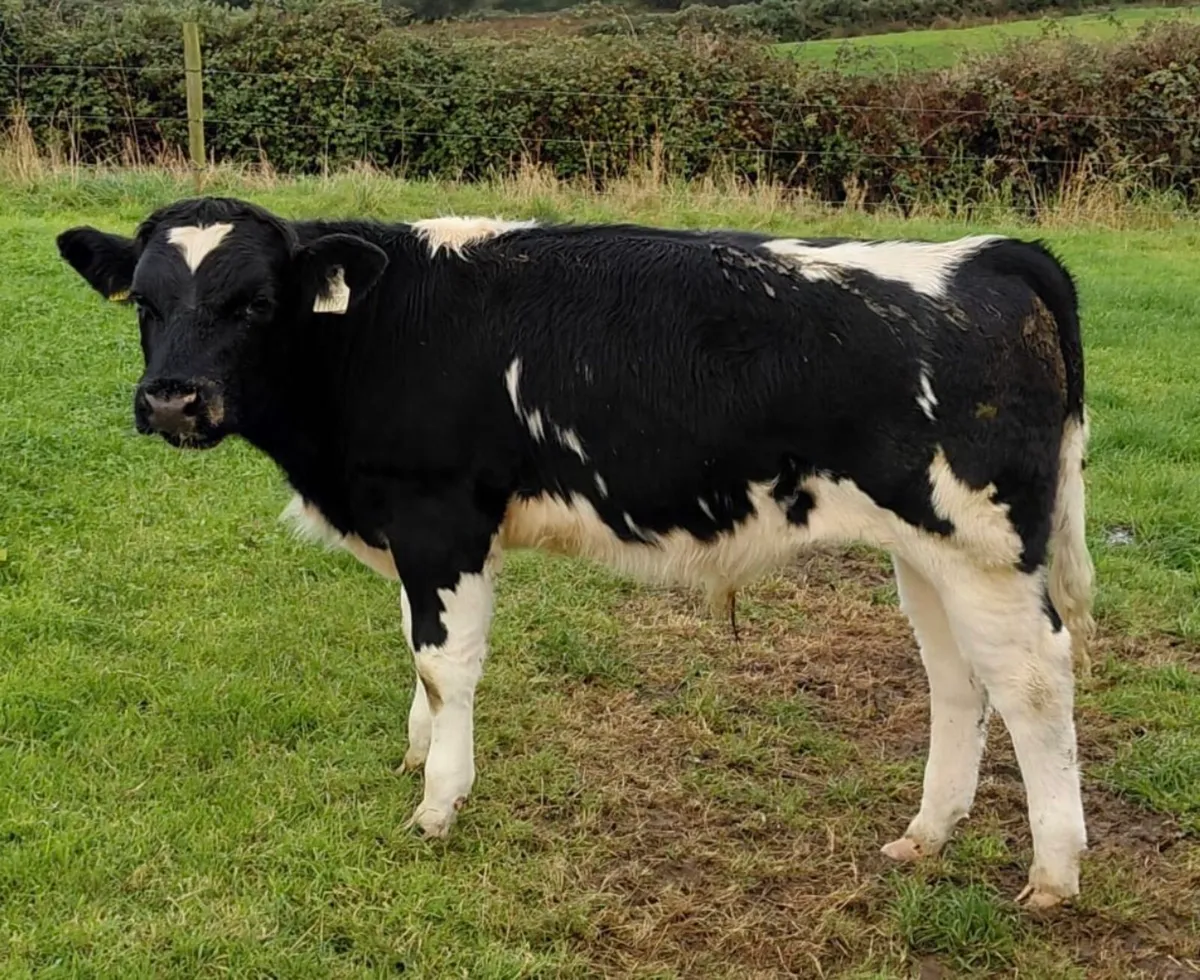 Wealing bulls - Image 3