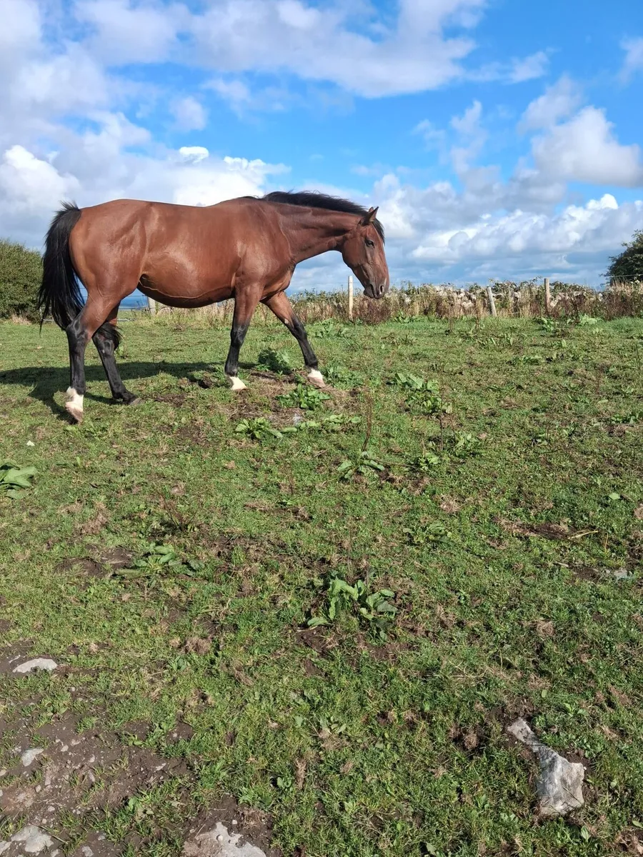 Douglas Mare and foal - Image 3