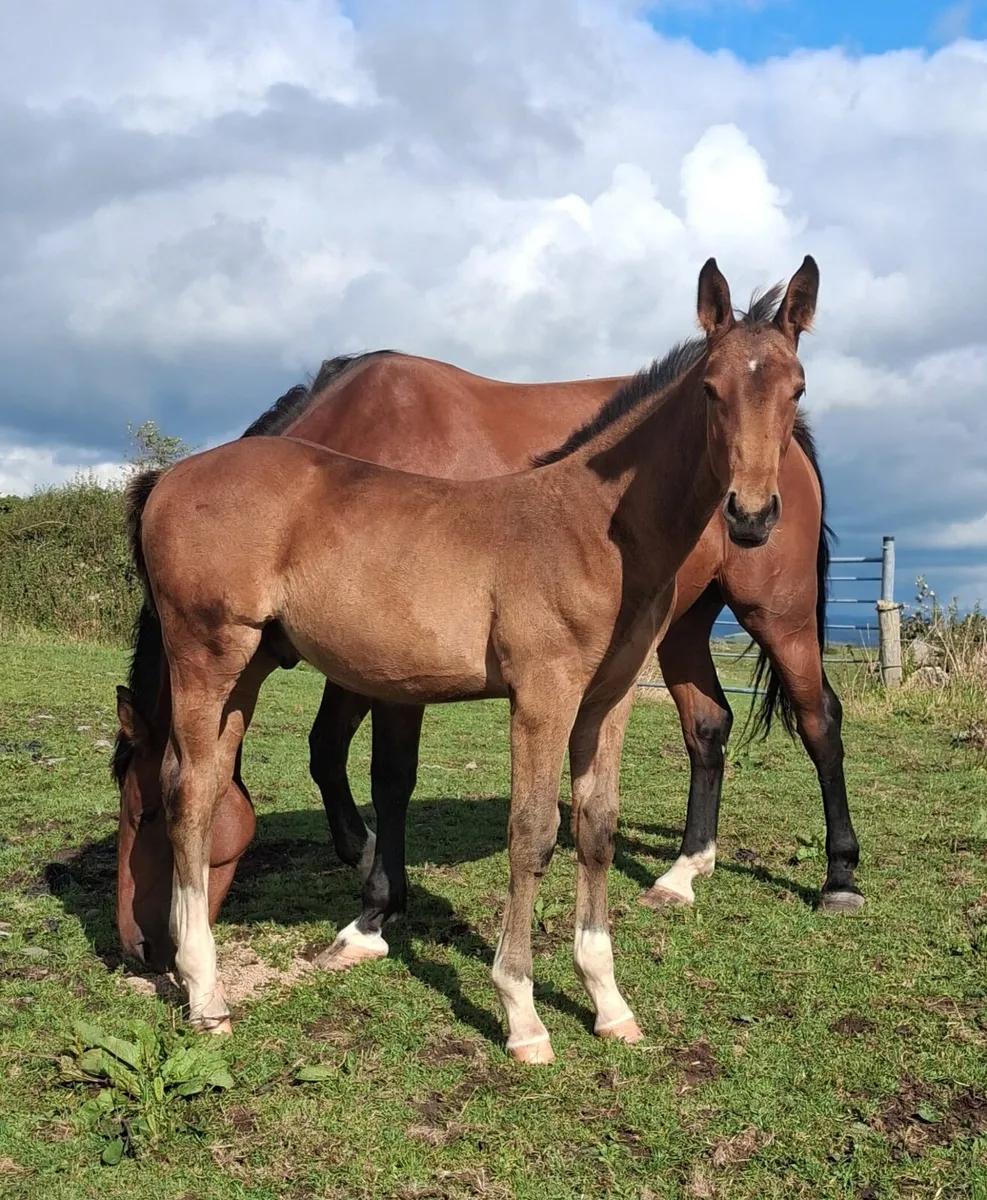 Douglas Mare and foal - Image 4