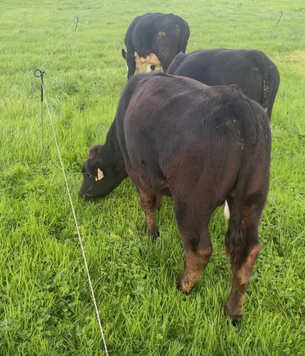 Wealing bulls - Image 4