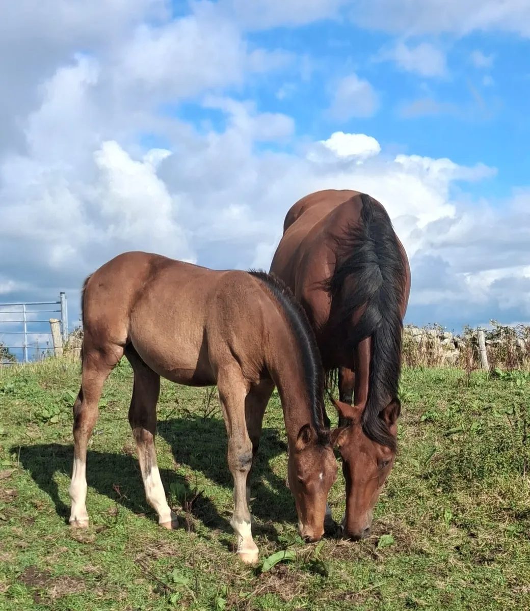 Douglas Mare and foal - Image 1
