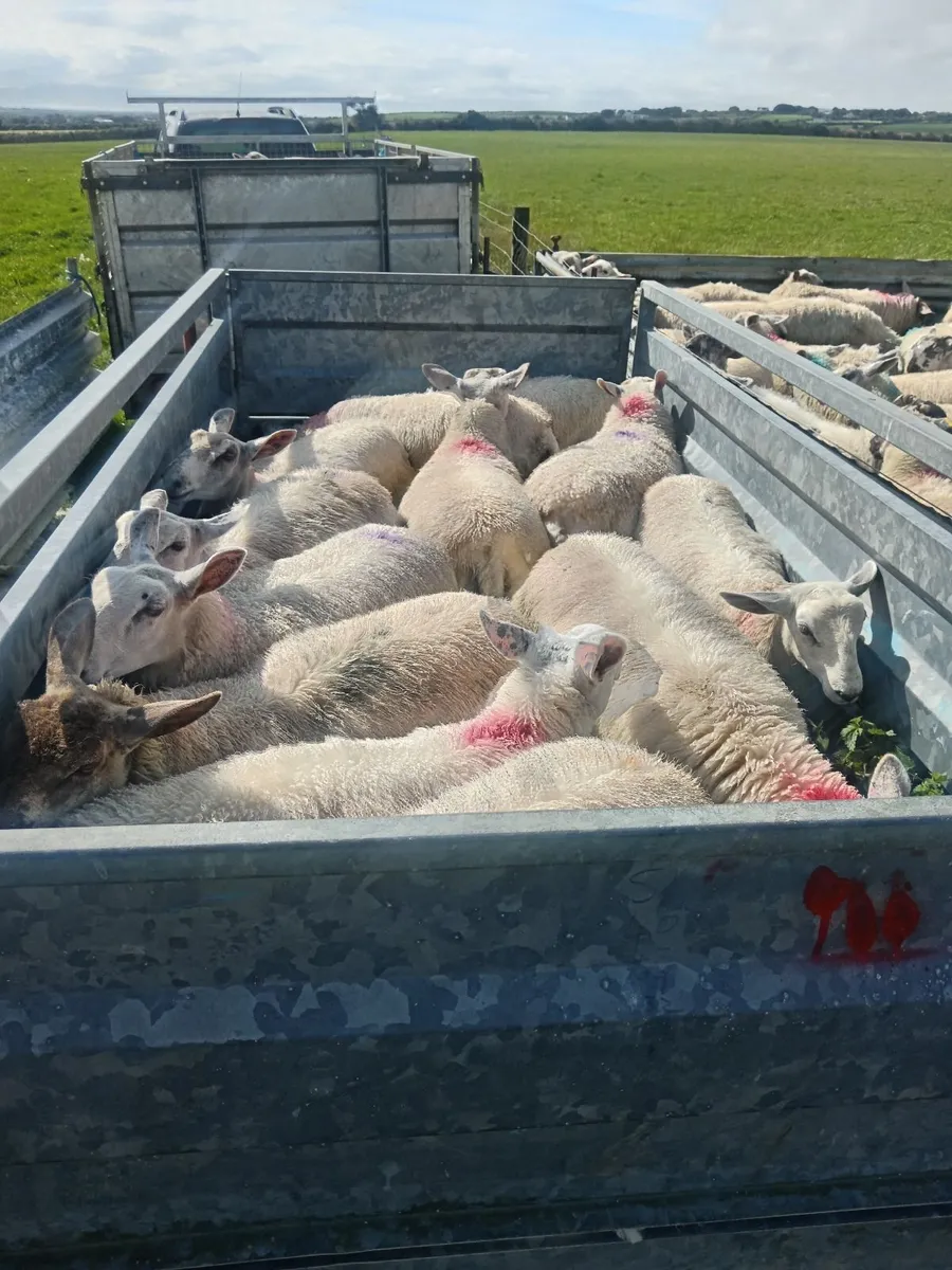 Ewe lambs