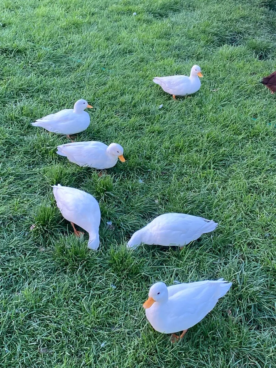 Call Ducks - Image 1