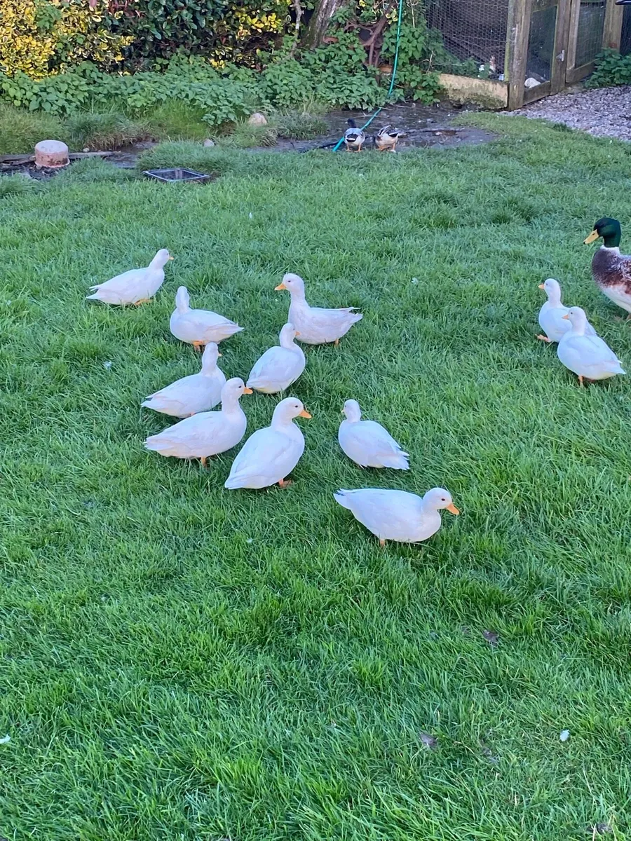 Call Ducks - Image 2